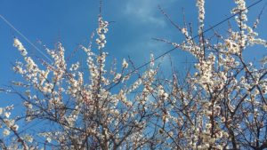 цветы абрикоса в Крыму